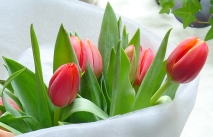 Tulips